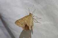 Isturgia murinaria