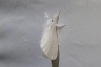 Sphrageidus similis