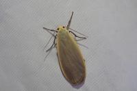 Collita griseola