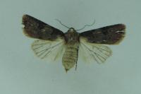 Agrotis puta