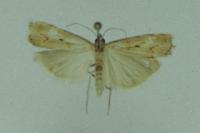 Agriphila geniculea