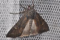 Aporophyla nigra