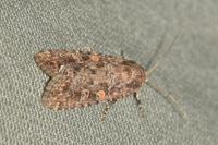Spodoptera exigua