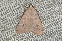 Xestia castanea