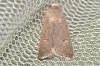 Caradrina flavirena