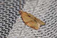 Clepsis consimilana