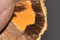 Noctua janthe