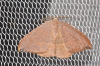 Watsonalla uncinula