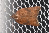 Acleris rhombana