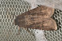Agrotis segetum