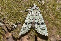 Griposia aprilina