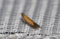 Coptotriche marginea