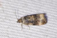Endothenia gentianaeana/marginana/oblongana