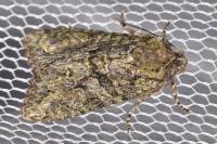 Dryobotodes eremita