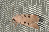 Eugnorisma glareosa