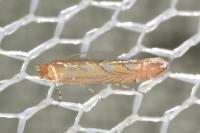 Phyllonorycter