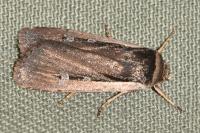 Ochropleura leucogaster