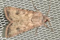 Agrotis trux