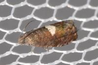 Pammene spiniana