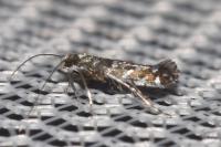 Parectopa ononidis