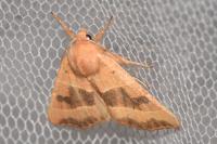 Atethmia centrago