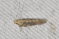 Scrobipalpa