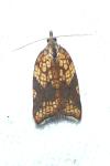 Acleris rhombana