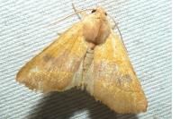 Atethmia centrago