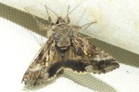 Autographa gamma