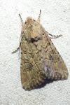 Anarta trifolii