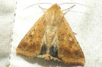 Helicoverpa armigera