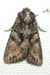 Dryobotodes tenebrosa
