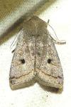 Leptologia lota