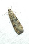 Nomophila noctuella