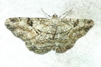 Peribatodes rhomboidaria