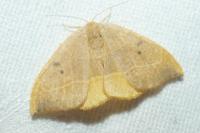 Watsonalla binaria