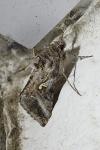 Autographa gamma