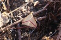Rhodometra sacraria