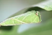 Choreutis nemorana