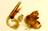 Coleophora caespititiella