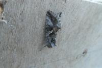 Autographa gamma