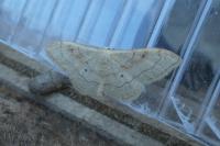 Idaea rubraria