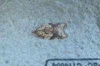 Acleris rhombana