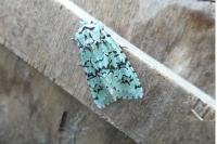 Griposia aprilina