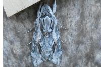 Agrius convolvuli