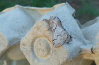 Trichiura crataegi