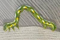 Chiasmia aestimaria