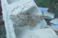 Peribatodes rhomboidaria