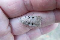 Eugnorisma glareosa