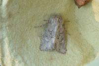 Luperina testacea